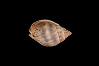 藏品(織紋螺)的圖片